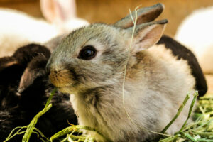 Rabbit Petswithpaws