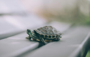 Turtle Petswithpaws